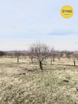 Exkluzivně vám nabízíme višnový sad na konci obce Lu, 132997 - 2