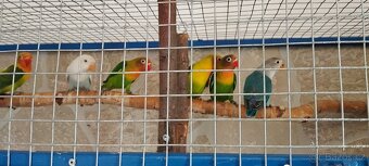 Agapornis Fišerův - 2