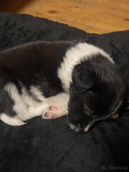 Štěňata border kolie - 2