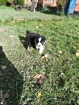 Australský ovčák bez PP - 2