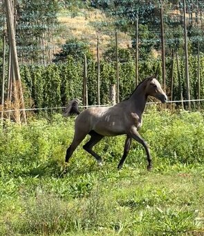 Hřebeček po Cannon Reuvekamp’s Z - 2