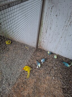 Kakariky rudočelý - 2