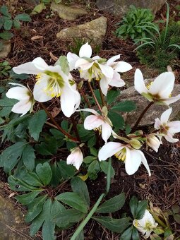 TRVALKY - venkovní rostliny - 2