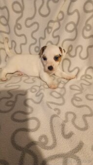 Jack Russell teriér - 2