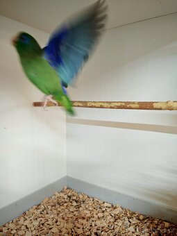 Papoušíček brýlatý sameček - 2