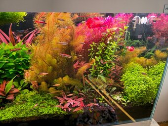 Akvarijní rostlinky z prostřihu - 2