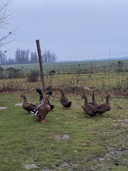 Prodám ruánské kačery - 2