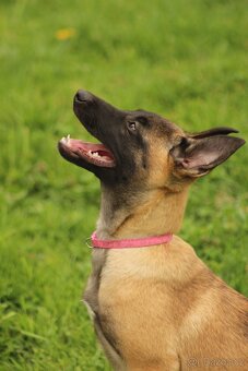 Belgický ovčák malinois- fenky - 2