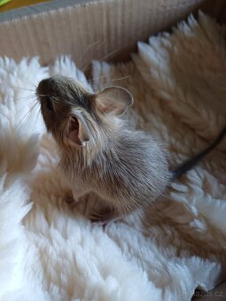 Osmák degu - 2
