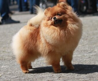 POMERANIAN s PP FCI - 2