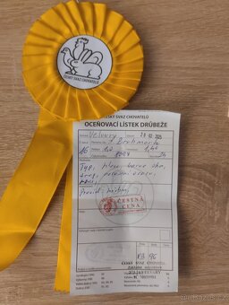 NV Zdrobnělá Brahmánka koroptví vlnité - 2