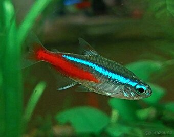 Neonka obecná (Paracheirodon innesi) - 2