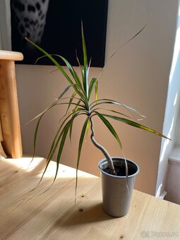 Dracena Marginata - 40 cm - 2