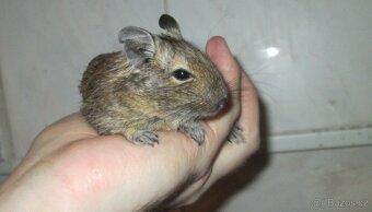 Osmák Degu - mláďata - 2