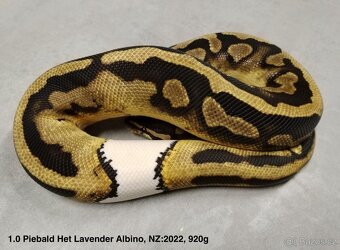 Krajta královská subadult a adult - 2