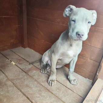 Americký pitbulterier pitbul pitbull lilac - 2