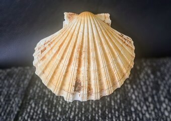 Svatojakubská mořská lastura mušle - 2