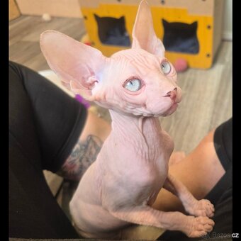 Koťatka kanadský sphynx s PP (testovaní rodiče) - 2