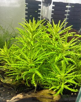 Rostlinka Pogostemon helferi - 2