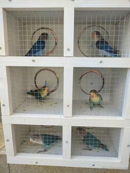 Agapornis ficheri - 2