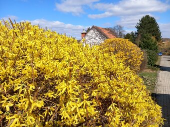 Zahradnické práce, úpravy a revitalizace zahrad - 2