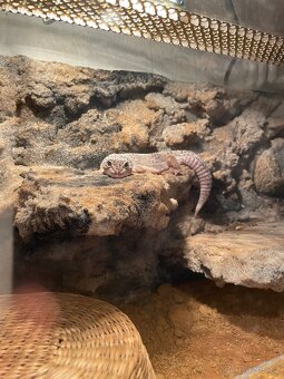 Terárium 60x30x30 - 2