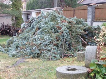 Smrk stříbrný, na adventní věnce, za odvoz. - 2
