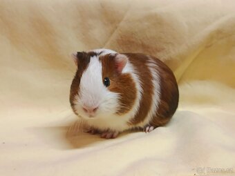 Morče sameček ♂️ - 2