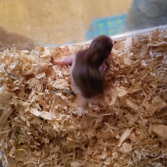 Křeček syrský - 2