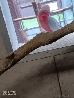 Kakadu růžový - 2