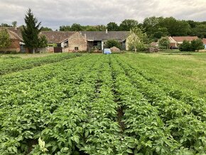 brambory možný dovoz - 2