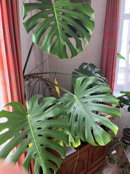 Monstera deliciosa - 2