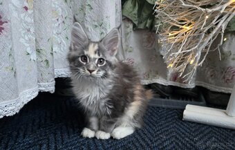 Mainská mývalí - 2