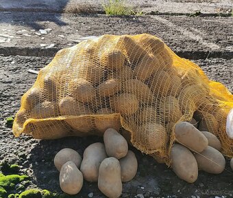 Brambory konzumní - 2