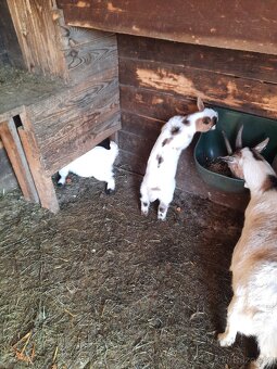 Holandské zakrslé kozy - 2