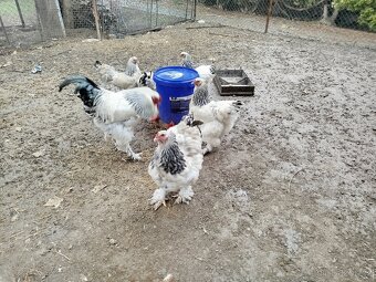 N.V BRAHMÁNKA KOLUMBIJSKÁ - 2