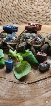 Želva Zelenavá - 2