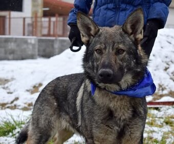 BOLEK K ADOPCI - 1,5 ROKU, PŘÁTELSKÝ,KONTAKTNÍ,HRAVÝ - 2