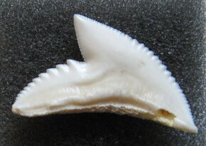 Zub - žralok tygří - 2