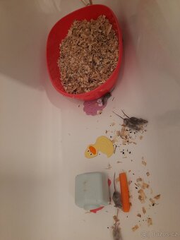 Mys barevne mutace - 2