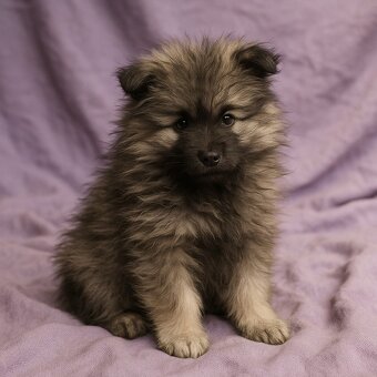 Vlčí špic / Keeshond - 2