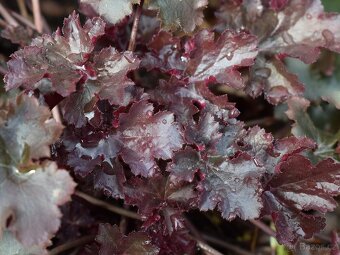 Heuchera dluzicha cerveny kvet - 2