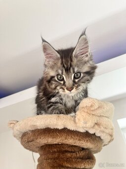 Maine coon s PP - 2
