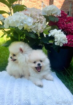 Pomeranian mini - 2