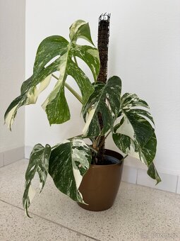 Monstera albo - 2