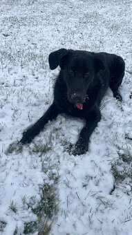 Labrador s Německým ovčákem - 2