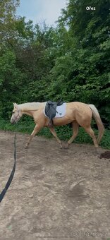 Palomino kobylka - 2