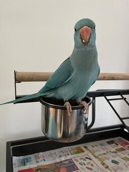 Alexandr malý - samička 5 měsíců - 2