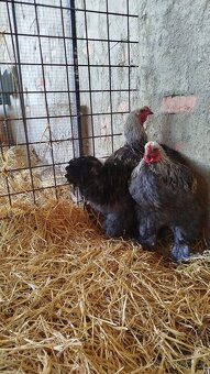 Kohout - Brahmanka velká (nestandardní zbarvení) - 2