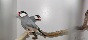 Prodám rýžovníky šedé - 2